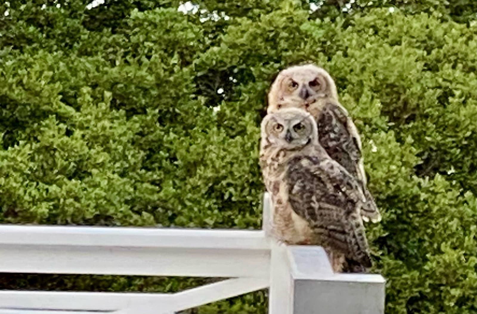 Two young great horned owls perched on the railing of the Glen Bank house at 83 Princess Street.