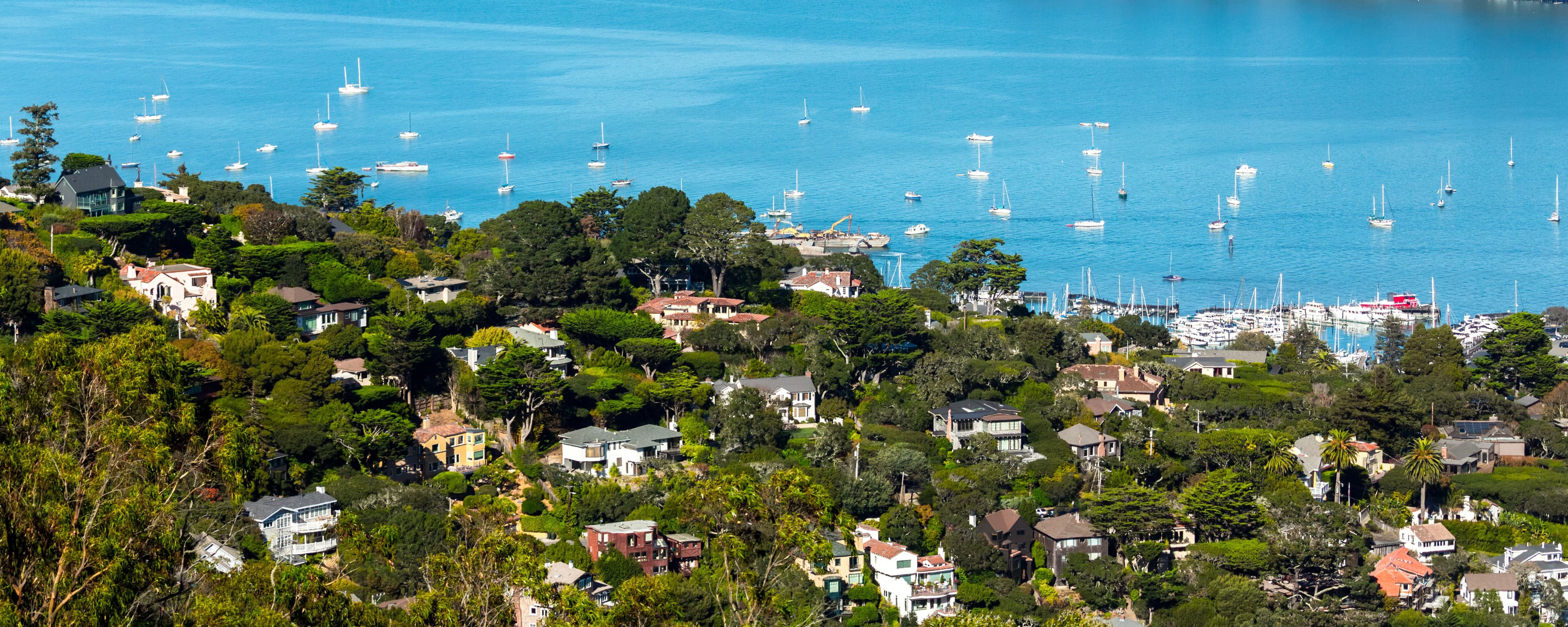 Sausalito homes with trees