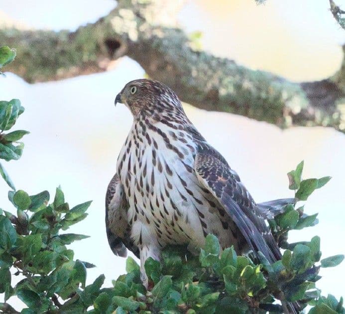 A Cooper's hawk perched in the oak canopy of Princess Grove at 605 Bridgeway.